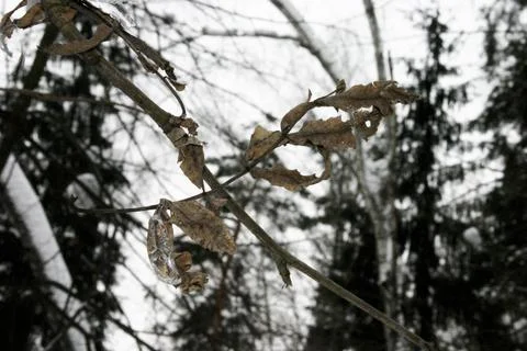 A branch covered with ice on a background of the forest and trees Stock Photos