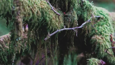 Branch covered with moss macro shooting. Mystic forest Stock Footage 197338090