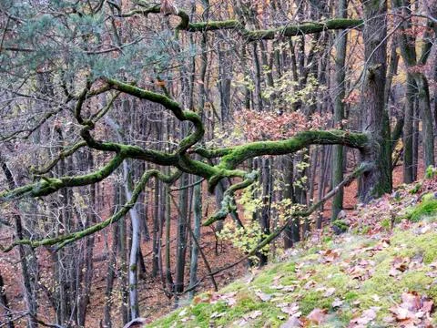 Branch covered with moss Stock Photos