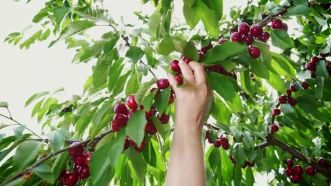 The branch is covered with red merry. The tree is bursting with many cherries. Stock-Footage 149241121