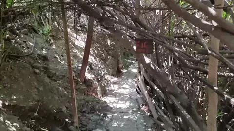 Branch-covered rustic walkway in Cyprus countryside Stock Footage 328095413