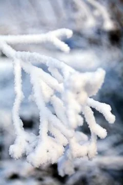 Branch covered with snow Stock Photos