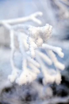 Branch covered with snow Stock Photos