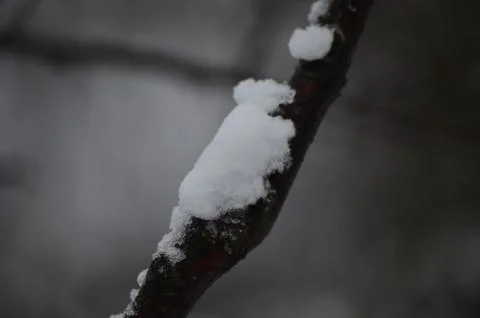 A branch covered in snow.  Stock Photos