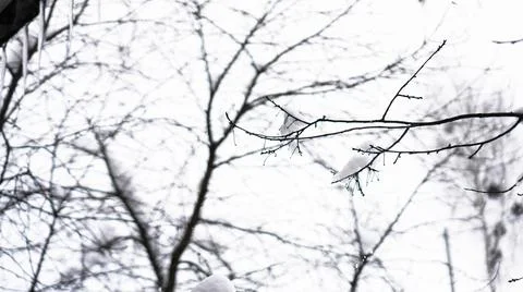 The branch is covered by snow. A thin ice layer. Soft illumination Stock Photos