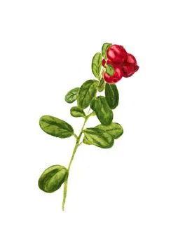 Branch of cowberry Stock Illustration