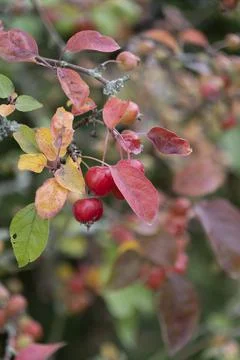 Branch of a crabapple tree with small, red apples and autumn leaves Stock Photos