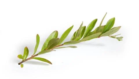 Branch of cranberry Stock Photos
