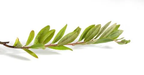 Branch of cranberry Stock-Fotos
