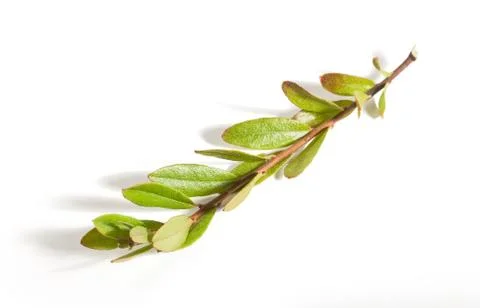 Branch of cranberry Stock Photos