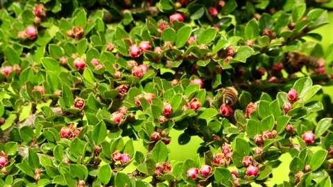 A branch of creeping cotoneaster Stock Footage 274233081