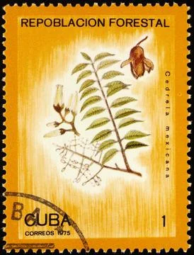 Branch of Cuban cedar Stock-Fotos