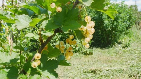 A branch of currant berries. Stock Footage 157587800