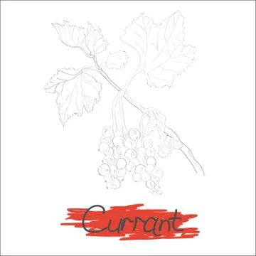Branch of currants Stock Illustration