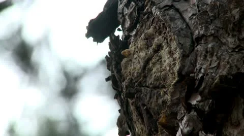 Branch cutted, pine tree bark Stock Footage 10679053