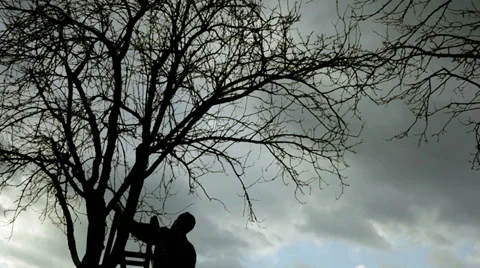 Branch Cutting Stock Footage 30010052