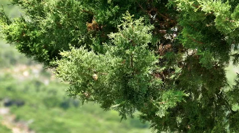Branch Cypress on Green Background Video stock 40952677