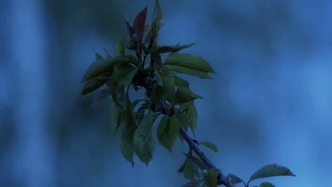 Branch dancing in the wind on a cloud day - Narrow DOF Stock Footage 75156647