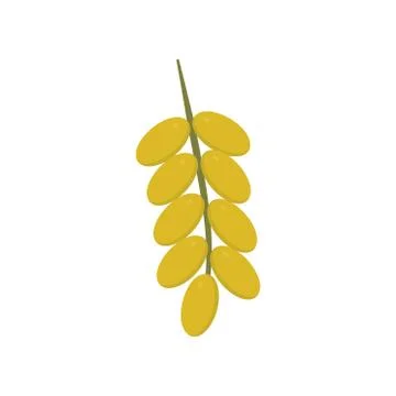 Branch of date palm fruit icon in flat design Illustrazione stock