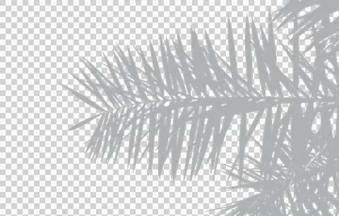 Branch of a date palm tree, Palm Leaf Shadow Overlay Stock Photos