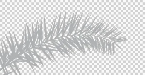 Branch of a date palm tree, Palm Leaf Shadow Overlay Stock Photos