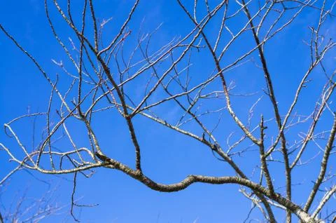 Branch of dead tree on blue sky Stock Photos