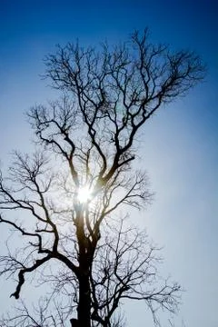 Branch of dead tree Stock Photos