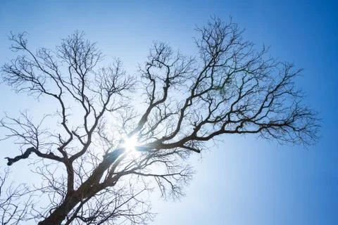 Branch of dead tree Stock Photos