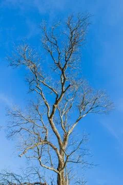 Branch of dead tree Stock Photos