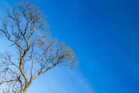 Branch of dead tree Stock Photos