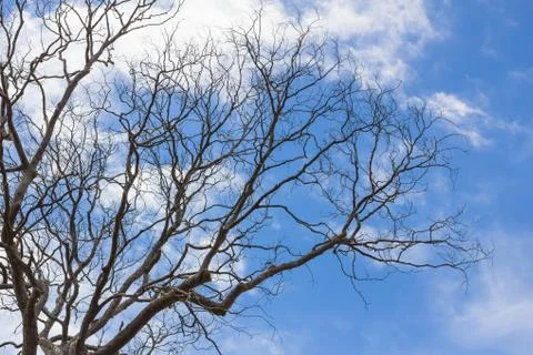 Branch of dead tree Stock Photos
