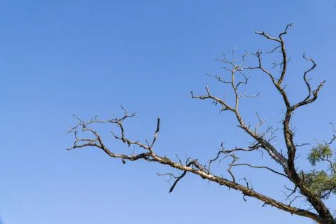 Branch of dead tree Stock Photos