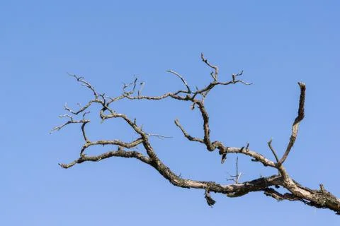 Branch of dead tree Stock Photos