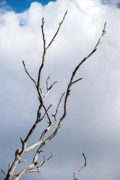 Branch of a dead tree Фото
