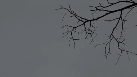 A branch of a dead tree without leaves sways in the wind. Cloudy day, gray sky Stock Footage 122557596