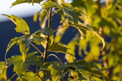A branch of deciduous tree leaves Foto stock