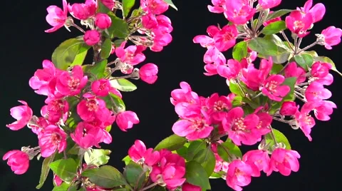Branch decorative apple tree blossoms on a black background. Video stock 55037484