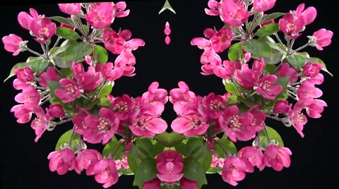 Branch decorative apple tree blossoms on a black background. Stock Footage 56768131