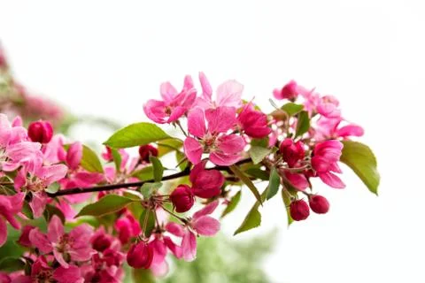 Branch of decorative apple tree Foto stock