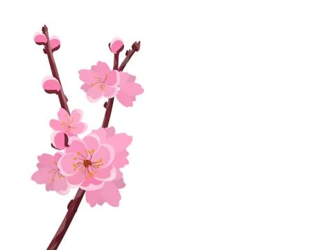 Branch with delicate flowers and cherry buds. Sakura. isolated on white backg Stock Illustration