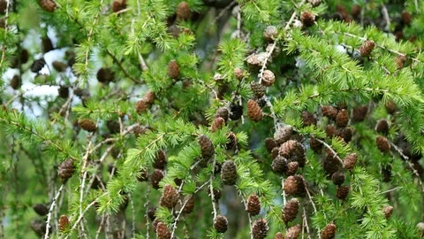 Branch with dense cones of coniferous tree Dahurian Larch swinging in wind, 4K Stock Footage 106947710