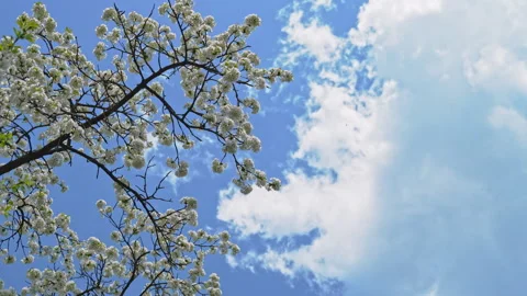 Branch with dense white cherry blossoms extending diagonally across a blue sky 스톡 동영상 318099944