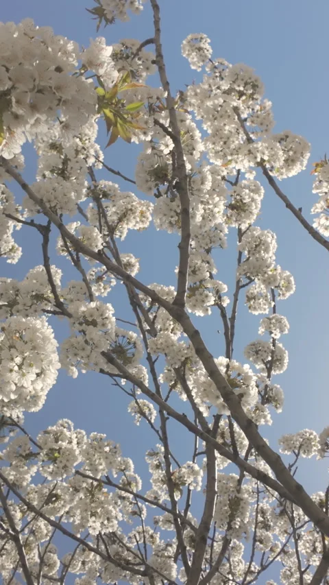 Branch densely covered with white flowers of blooming Wild Cherry tree, Prunus Stock Footage 337446052