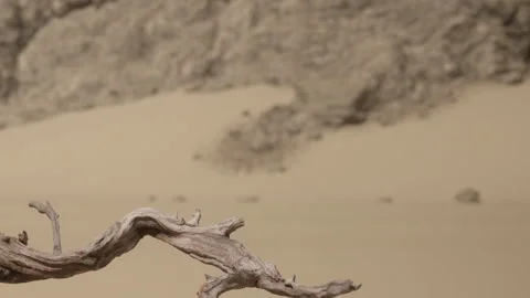 Branch in desert with sand and rocks in background Stock Footage 342801063