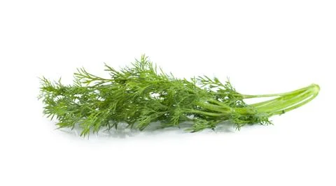A branch of dill Stock Photos