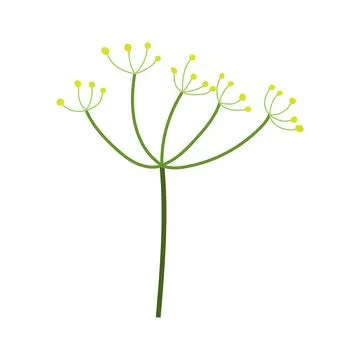 A branch of dill. Vector isolated on a white background Stock Illustration