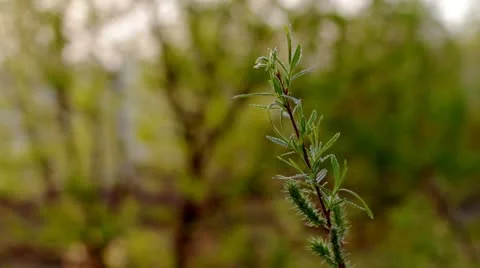 The branch is dissolved. Stock Footage 10913338