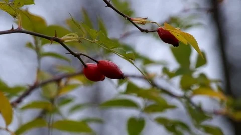 Branch of dog-rose fluttered in the wind (Rosa canina) Stock Footage 82382947