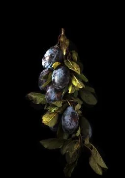 Branch drain. Stock Photos