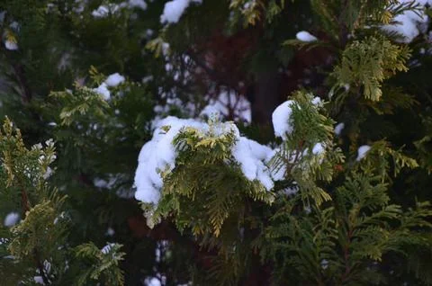 A branch draped in a soft layer of snow. Stock Photos